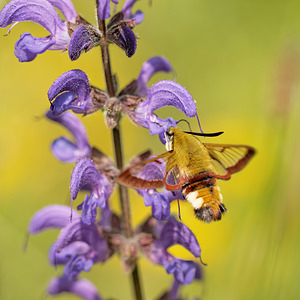 Hemaris fuciformis (Sphingidae)  - Sphinx gazé, Sphinx du Chèvrefeuille - Broad-bordered Bee Hawk Aveyron [France] 01/06/2014 - 640m