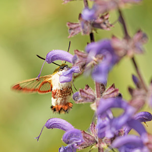 Hemaris fuciformis (Sphingidae)  - Sphinx gazé, Sphinx du Chèvrefeuille - Broad-bordered Bee Hawk Aveyron [France] 01/06/2014 - 640m