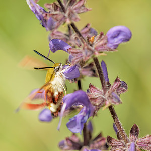 Hemaris fuciformis (Sphingidae)  - Sphinx gazé, Sphinx du Chèvrefeuille - Broad-bordered Bee Hawk Aveyron [France] 01/06/2014 - 640m