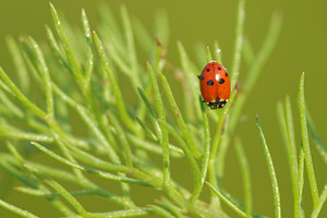 Hippodamia variegata (Coccinellidae)  - Coccinelle des friches - Adonis' Ladybird Allier [France] 08/06/2014 - 200m