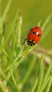 Hippodamia variegata Coccinelle des friches Adonis' Ladybird