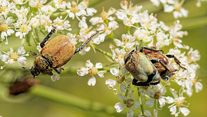 Hoplia argentea (Scarabaeidae)  - Hoplie argentée Aveyron [France] 05/06/2014 - 800m