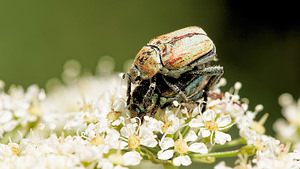 Hoplia argentea (Scarabaeidae)  - Hoplie argentée Aveyron [France] 05/06/2014 - 800m