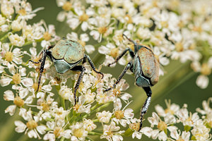 Hoplia argentea (Scarabaeidae)  - Hoplie argentée Aveyron [France] 05/06/2014 - 800m