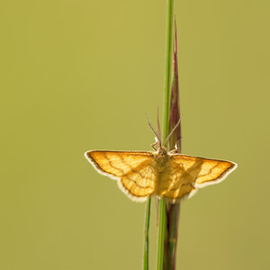 Idaea aureolaria (Geometridae)  - Acidalie des alpages, Acidalie double-ceinture (L.) Aveyron [France] 01/06/2014 - 640m