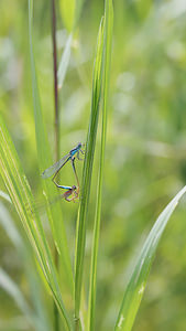 Ischnura elegans (Coenagrionidae)  - Agrion élégant - Blue-tailed Damselfly Nord [France] 28/06/2014 - 20m