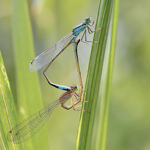 Ischnura elegans (Coenagrionidae)  - Agrion élégant - Blue-tailed Damselfly Nord [France] 28/06/2014 - 20m