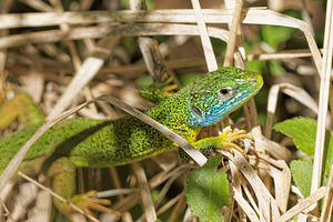 Lacerta bilineata (Lacertidae)  - Lézard à deux raies, Lézard vert occidental - Western Green Lizard Aveyron [France] 05/06/2014 - 810m