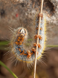 Lasiocampa trifolii (Lasiocampidae)  - Petit minime à bande, Bombyx du Trèfle - Grass Eggar Aveyron [France] 03/06/2014 - 840m