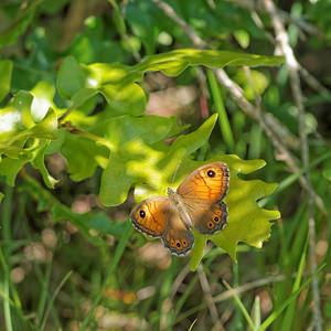 Lasiommata maera (Nymphalidae)  - Némusien, Satyre - Large Wall Aveyron [France] 05/06/2014 - 810m