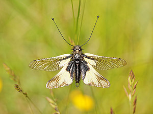 Libelloides coccajus (Ascalaphidae)  - Ascalaphe soufré Aveyron [France] 01/06/2014 - 650m