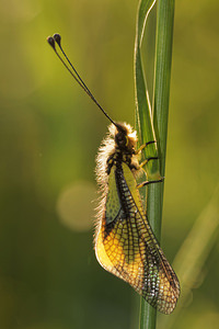 Libelloides coccajus (Ascalaphidae)  - Ascalaphe soufré Aveyron [France] 03/06/2014 - 790m