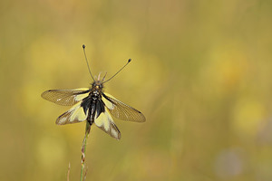 Libelloides coccajus (Ascalaphidae)  - Ascalaphe soufré Aveyron [France] 03/06/2014 - 820m