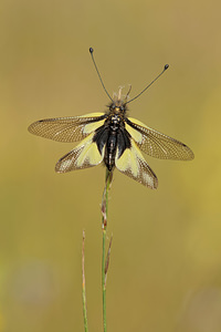 Libelloides coccajus (Ascalaphidae)  - Ascalaphe soufré Aveyron [France] 03/06/2014 - 820m