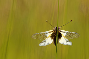 Libelloides coccajus (Ascalaphidae)  - Ascalaphe soufré Aveyron [France] 05/06/2014 - 770m