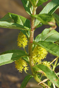 Lysimachia thyrsiflora (Primulaceae)  - Lysimaque à fleurs en épi - Tufted Loosestrife Cantal [France] 07/06/2014 - 740m