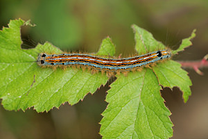 Malacosoma neustria (Lasiocampidae)  - Livrée des arbres, Bombyx à livrée - Lackey Aveyron [France] 04/06/2014 - 540m