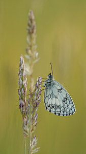 Melanargia galathea (Nymphalidae)  - Demi-Deuil, Échiquier, Échiquier commun, Arge galathée Allier [France] 08/06/2014 - 200m