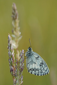 Melanargia galathea (Nymphalidae)  - Demi-Deuil, Échiquier, Échiquier commun, Arge galathée Allier [France] 08/06/2014 - 200m