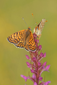 Melitaea cinxia (Nymphalidae)  - Mélitée du Plantain - Glanville Fritillary Aveyron [France] 03/06/2014 - 820m