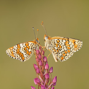Melitaea cinxia (Nymphalidae)  - Mélitée du Plantain - Glanville Fritillary Aveyron [France] 03/06/2014 - 820m