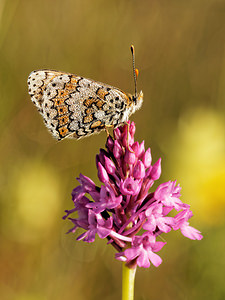 Melitaea cinxia (Nymphalidae)  - Mélitée du Plantain - Glanville Fritillary Aveyron [France] 05/06/2014 - 770m