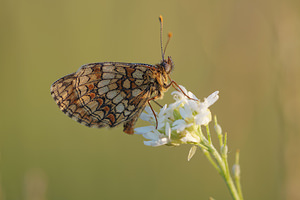 Melitaea parthenoides (Nymphalidae)  - Mélitée de la Lancéole, Mélitée des Scabieuses, Damier Parthénie Allier [France] 08/06/2014 - 200m