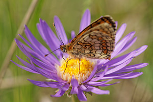 Melitaea phoebe (Nymphalidae)  - Mélitée des Centaurées, Grand Damier Aveyron [France] 01/06/2014 - 680m