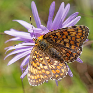 Melitaea phoebe (Nymphalidae)  - Mélitée des Centaurées, Grand Damier Aveyron [France] 01/06/2014 - 700m