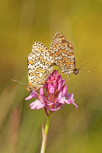 Melitaea phoebe (Nymphalidae)  - Mélitée des Centaurées, Grand Damier Aveyron [France] 01/06/2014 - 710m