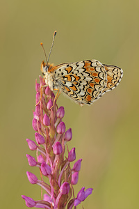 Melitaea phoebe (Nymphalidae)  - Mélitée des Centaurées, Grand Damier Aveyron [France] 03/06/2014 - 820m