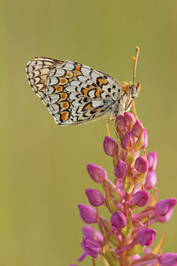 Melitaea phoebe (Nymphalidae)  - Mélitée des Centaurées, Grand Damier Aveyron [France] 03/06/2014 - 820m