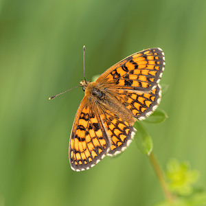 Melitaea phoebe (Nymphalidae)  - Mélitée des Centaurées, Grand Damier Aveyron [France] 04/06/2014 - 480m