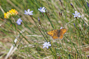 Melitaea phoebe (Nymphalidae)  - Mélitée des Centaurées, Grand Damier Aveyron [France] 05/06/2014 - 810m