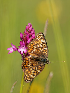 Melitaea phoebe (Nymphalidae)  - Mélitée des Centaurées, Grand Damier Aveyron [France] 05/06/2014 - 770m