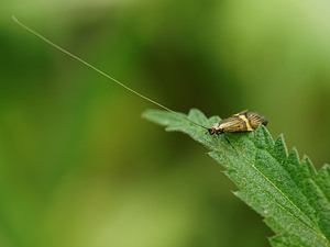 Nemophora degeerella (Adelidae)  Cantal [France] 07/06/2014 - 740m