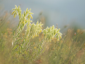 Onosma tricerosperma subsp. fastigiata Onosme fastigiée, Orcanette fastigiée