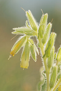 Onosma tricerosperma subsp. fastigiata (Boraginaceae)  - Onosme fastigiée, Orcanette fastigiée Aveyron [France] 02/06/2014 - 390m