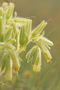 Onosma tricerosperma subsp. fastigiata (Boraginaceae)  - Onosme fastigiée, Orcanette fastigiée Aveyron [France] 02/06/2014 - 390m