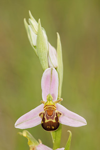 Ophrys apifera (Orchidaceae)  - Ophrys abeille - Bee Orchid Aveyron [France] 02/06/2014 - 590m