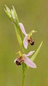 Ophrys apifera (Orchidaceae)  - Ophrys abeille - Bee Orchid Aveyron [France] 02/06/2014 - 590m