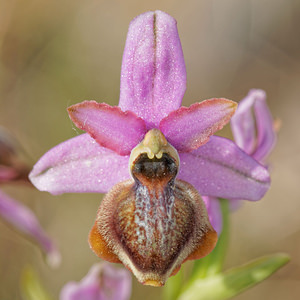 Ophrys aveyronensis (Orchidaceae)  - Ophrys de l'Aveyron Aveyron [France] 01/06/2014 - 640m