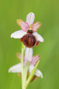 Ophrys aveyronensis (Orchidaceae)  - Ophrys de l'Aveyron Aveyron [France] 01/06/2014 - 650m