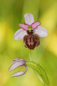 Ophrys aveyronensis (Orchidaceae)  - Ophrys de l'Aveyron Aveyron [France] 01/06/2014 - 650m