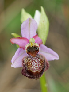 Ophrys aveyronensis (Orchidaceae)  - Ophrys de l'Aveyron Aveyron [France] 01/06/2014 - 670m