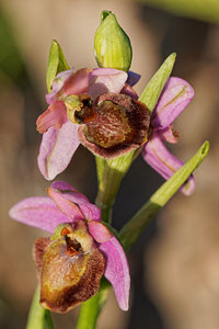 Ophrys aveyronensis (Orchidaceae)  - Ophrys de l'Aveyron Aveyron [France] 03/06/2014 - 790m