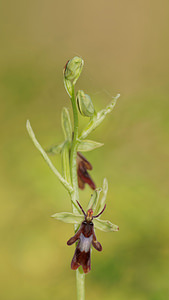 Ophrys insectifera (Orchidaceae)  - Ophrys mouche - Fly Orchid Aveyron [France] 03/06/2014 - 800m