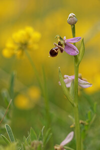 Ophrys scolopax (Orchidaceae)  - Ophrys bécasse Aveyron [France] 03/06/2014 - 800m