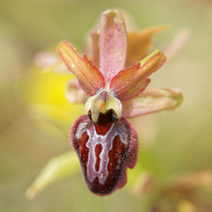 Ophrys x costei (Orchidaceae)  - Ophrys de CosteOphrys aveyronensis x Ophrys passionis. Aveyron [France] 01/06/2014 - 670m