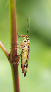 Panorpa vulgaris (Panorpidae)  Nord [France] 26/06/2014 - 40m